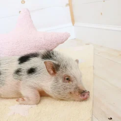 Star Washable Cushion
