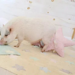 Star Washable Cushion
