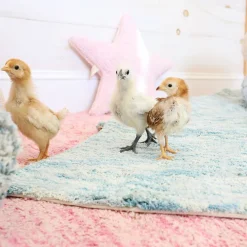 Star Washable Cushion